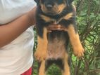 Rottweiler Puppy