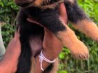 Rottweiler Puppy