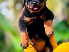 Rottweiler Puppy
