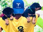 Rottweiler Puppy