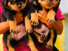 Rottweiler Puppy