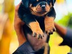 Rottweiler Puppy