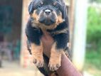 Rottweiler Puppy