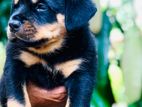 Rottweiler Puppy