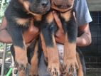 Rottweiler Puppy