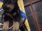 Rottweiler Puppy