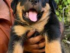 Rottweiler Puppy