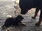 Rottweiler Puppy