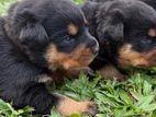 Rottweiler Puppy