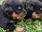 Rottweiler Puppy