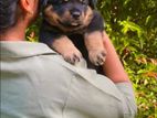 Rottweiler Puppy