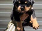 Rottweiler Puppy