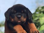 Rottweiler Puppy