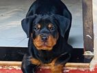 Rottweiler Puppy