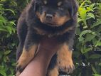 Rottweiler Puppy