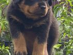 Rottweiler Puppy