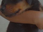 Rottweiler Puppy