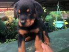 Rottweiler Puppy