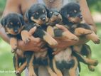 Rottweiler Puppies