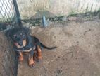 Rottweiler Puppy