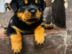 Rottweiler Puppy