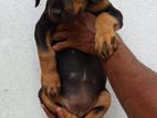 Rottweiler Puppy