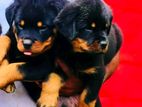 Rottweiler puppy