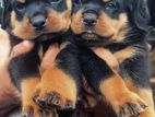 Rottweiler Puppy