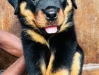 Rottweiler Puppies