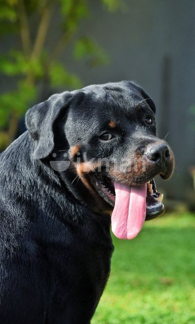 Rottweiler fashion ikman