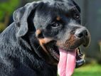 Rottweiler Puppy