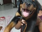 Rottweiler Puppy