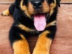 Rottweiler Puppy