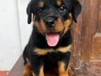 Rottweiler Puppy