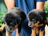 Rottweiler Puppy