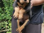 Rottweiler Puppy