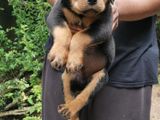 Rottweiler Puppy