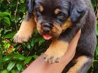 Rottweiler Puppy