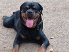 Rottweiler Puppy