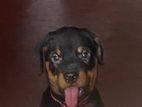 Rottweiler Puppy