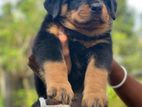 Rottweiler Puppy