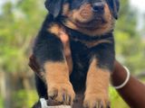 Rottweiler Puppy