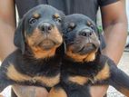 Rottweiler Puppy