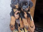 Rottweiler puppy