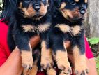 Rottweiler Puppy