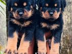 Rottweiler Puppy