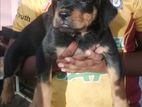 Rottweiler Puppy