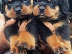 rottweiler puppy