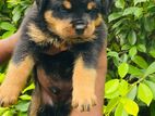 Rottweiler Puppy