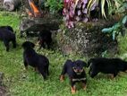 Rottweiler Puppy